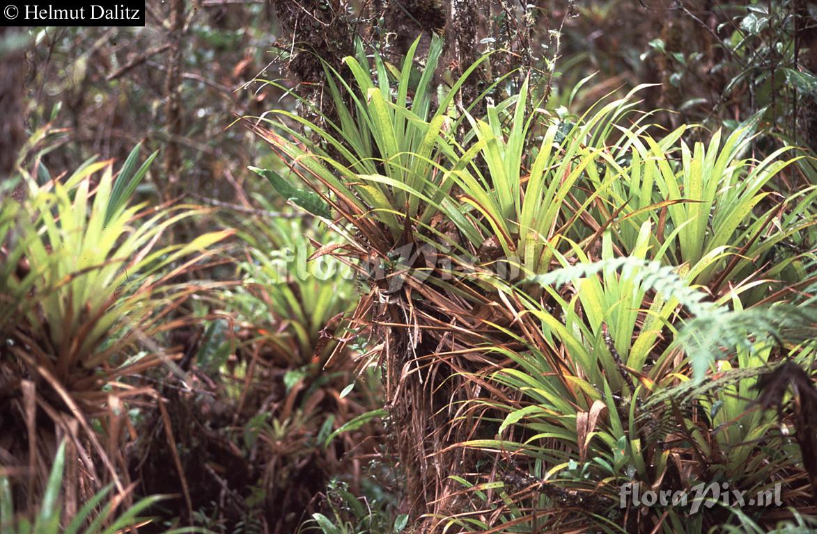 Guzmania 