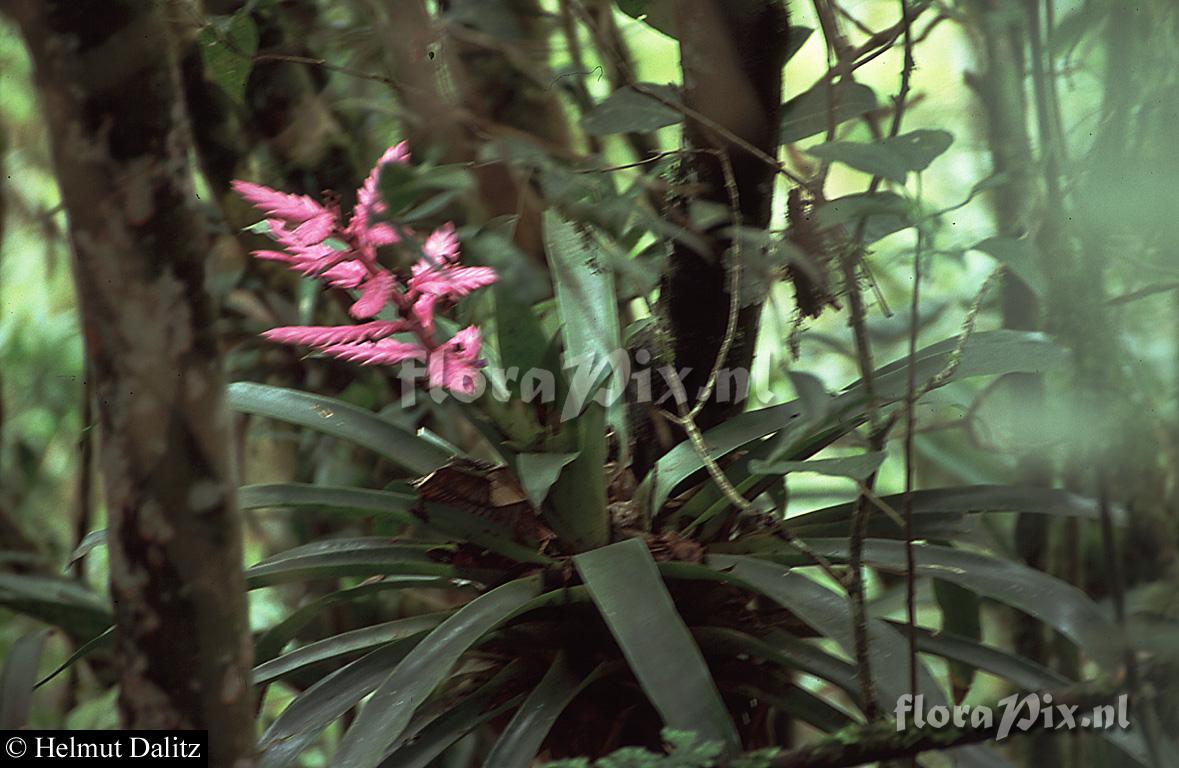 Tillandsia platyrhachis