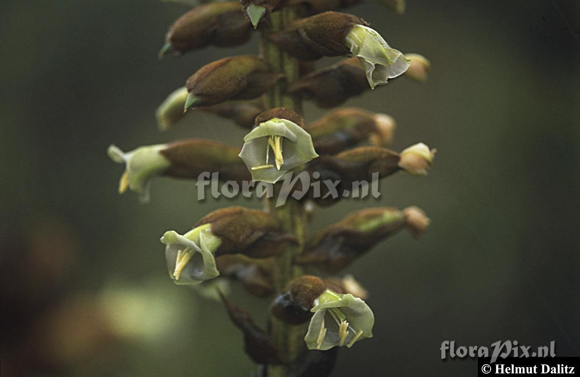 Puya nitida