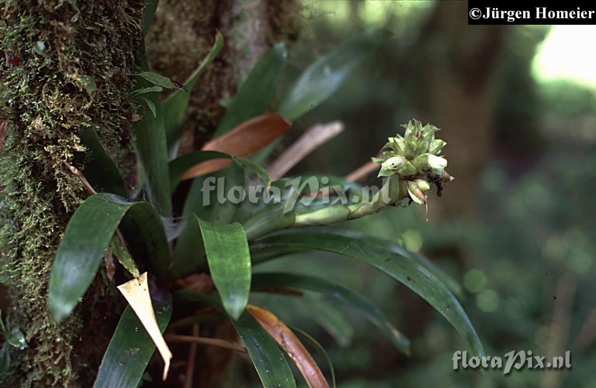  Werauhia