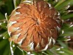 Puya dasylirioides  