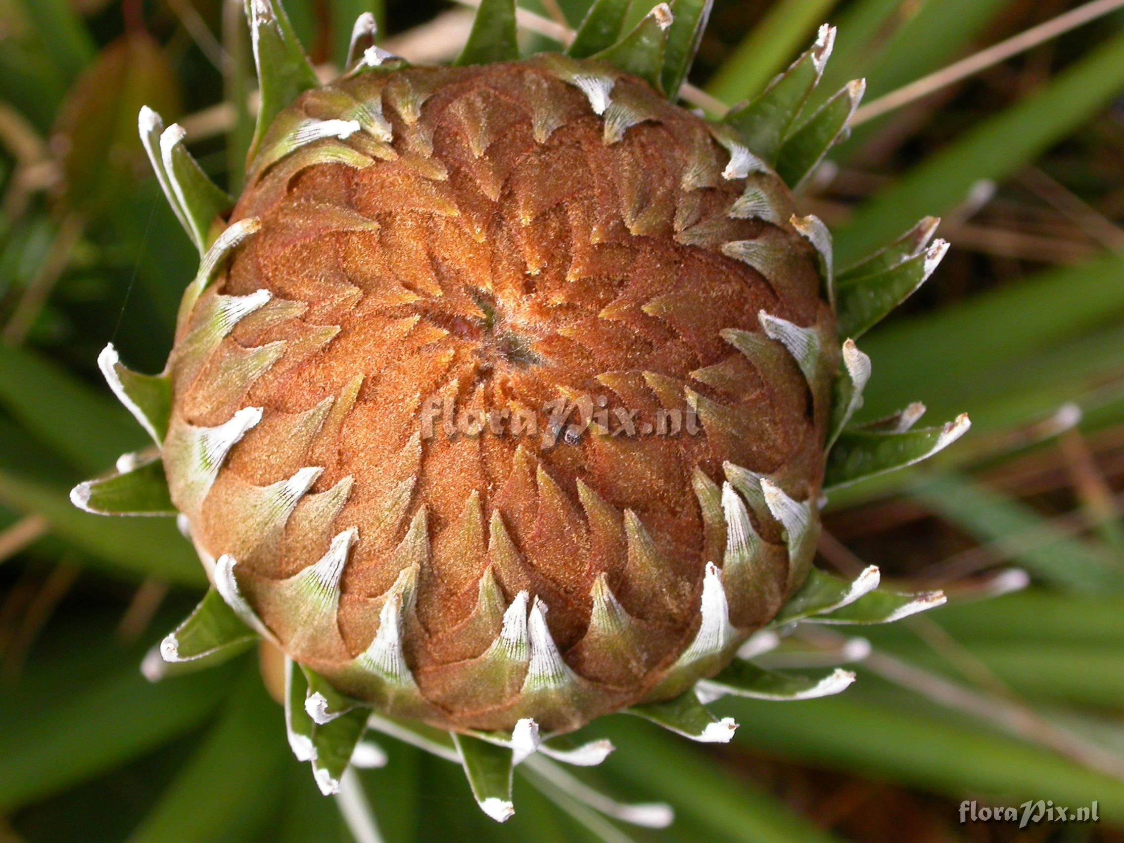 Puya 