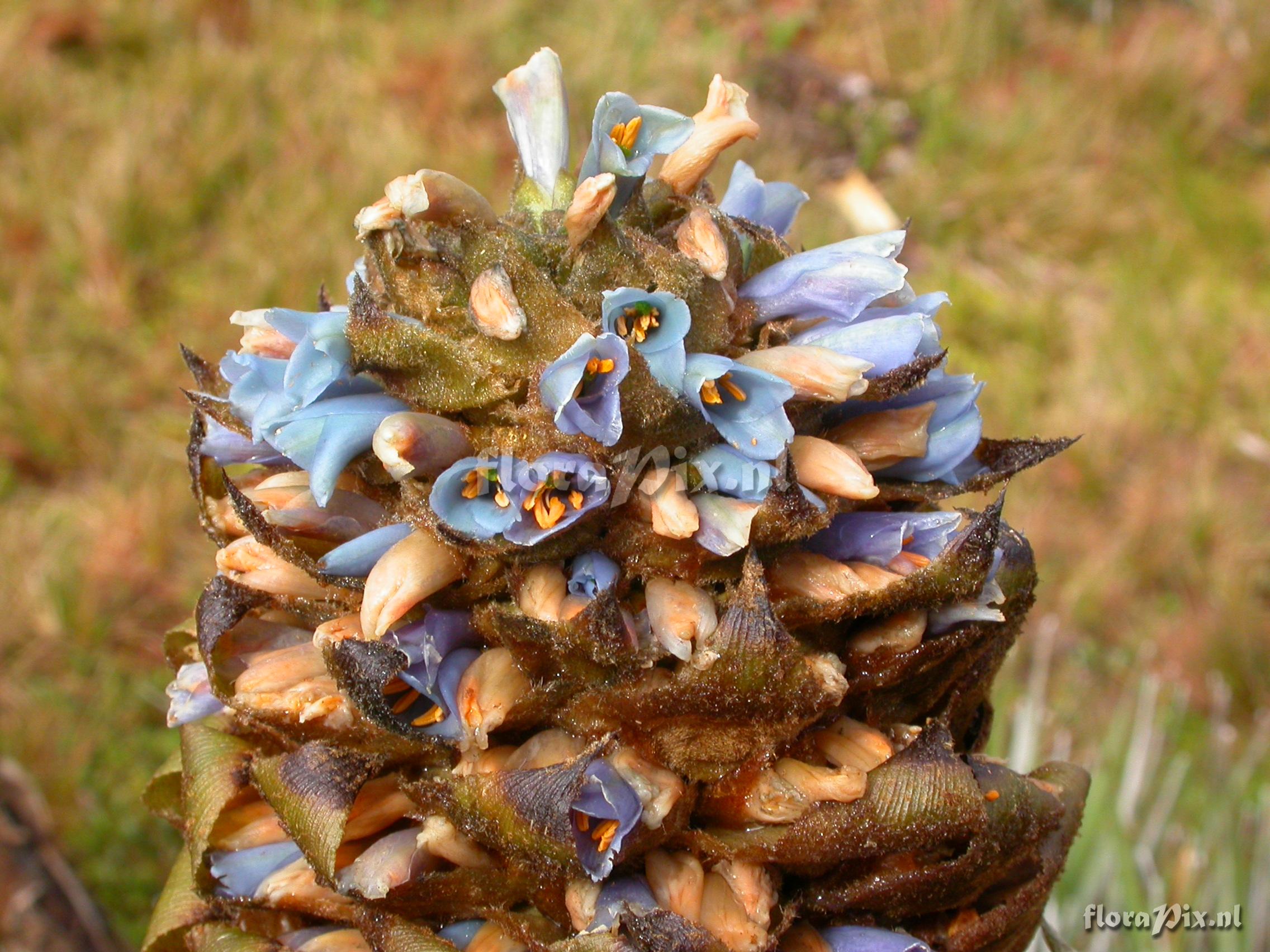 Puya 