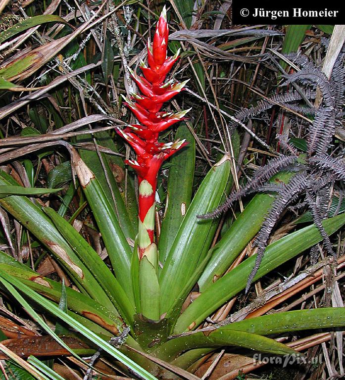 Tillandsia schimperiana