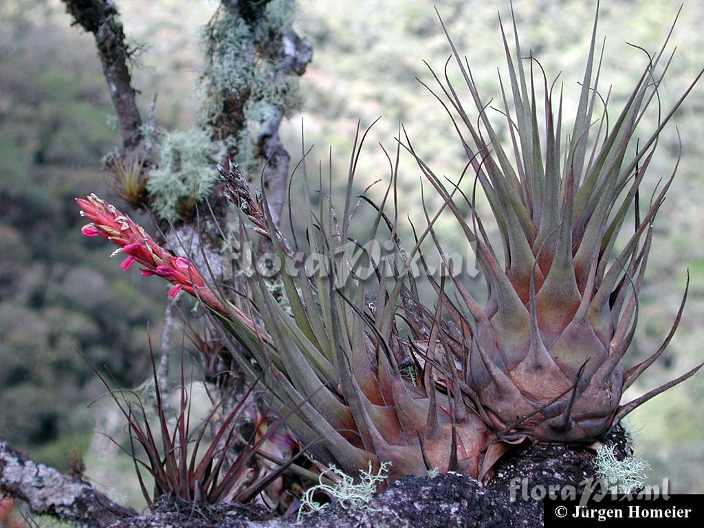 Vriesea fragrans