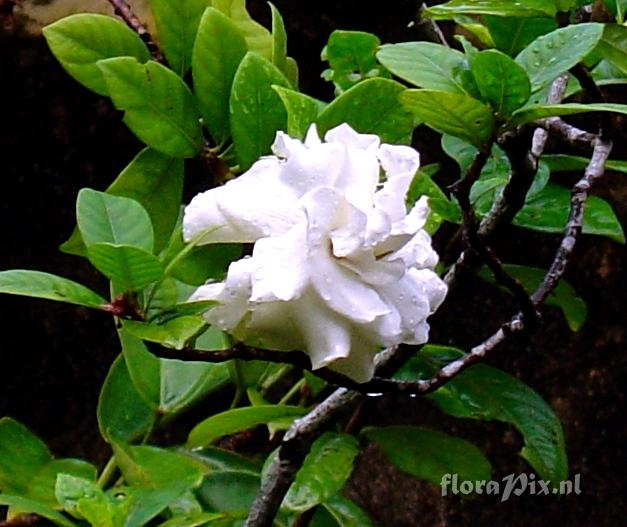 Gardenia sp. Rubiaceae