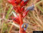 Puya eryngioides