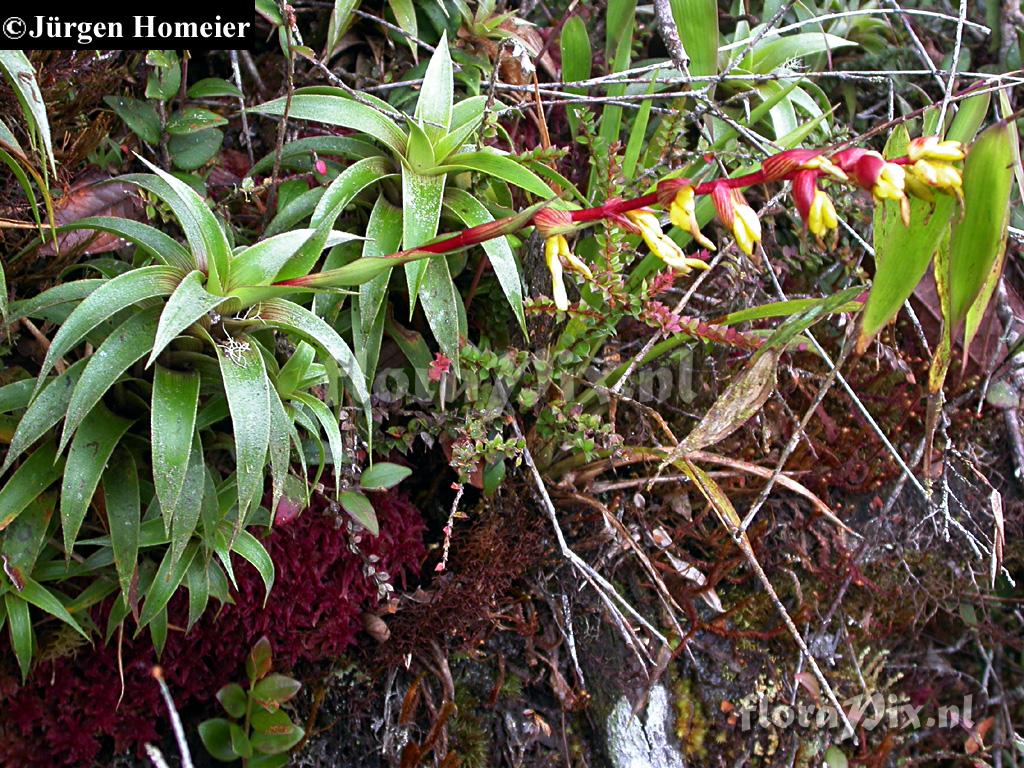 Guzmania gracilior