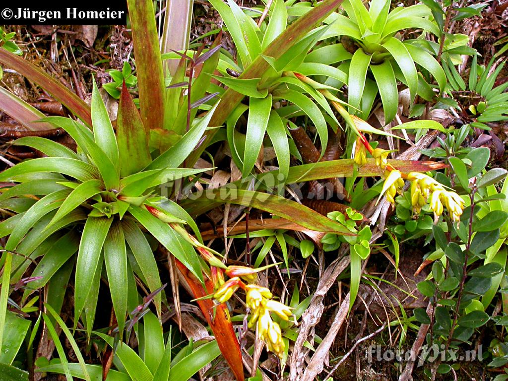 Guzmania bicolor 