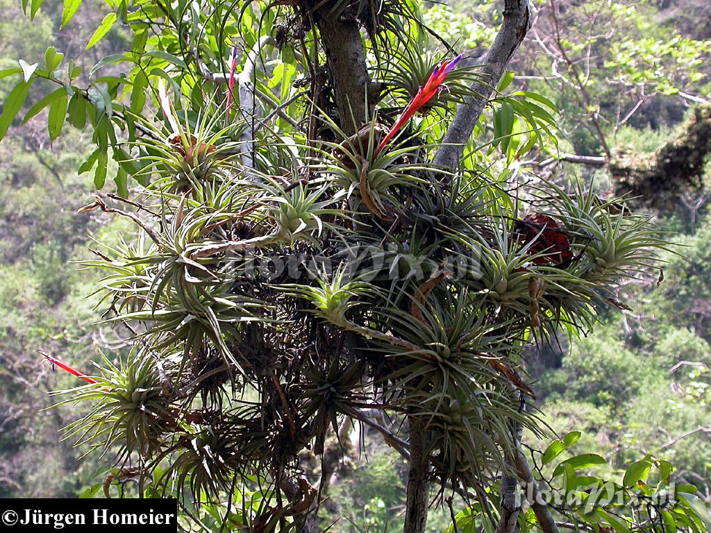 Tillandsia 