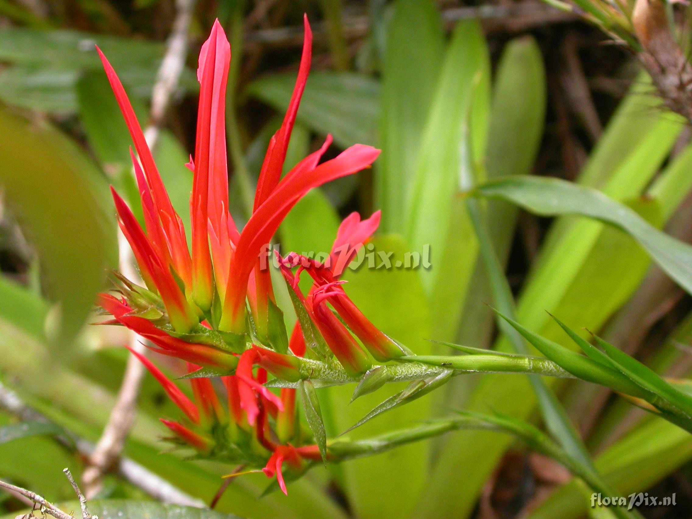 Pitcairnia prolifera