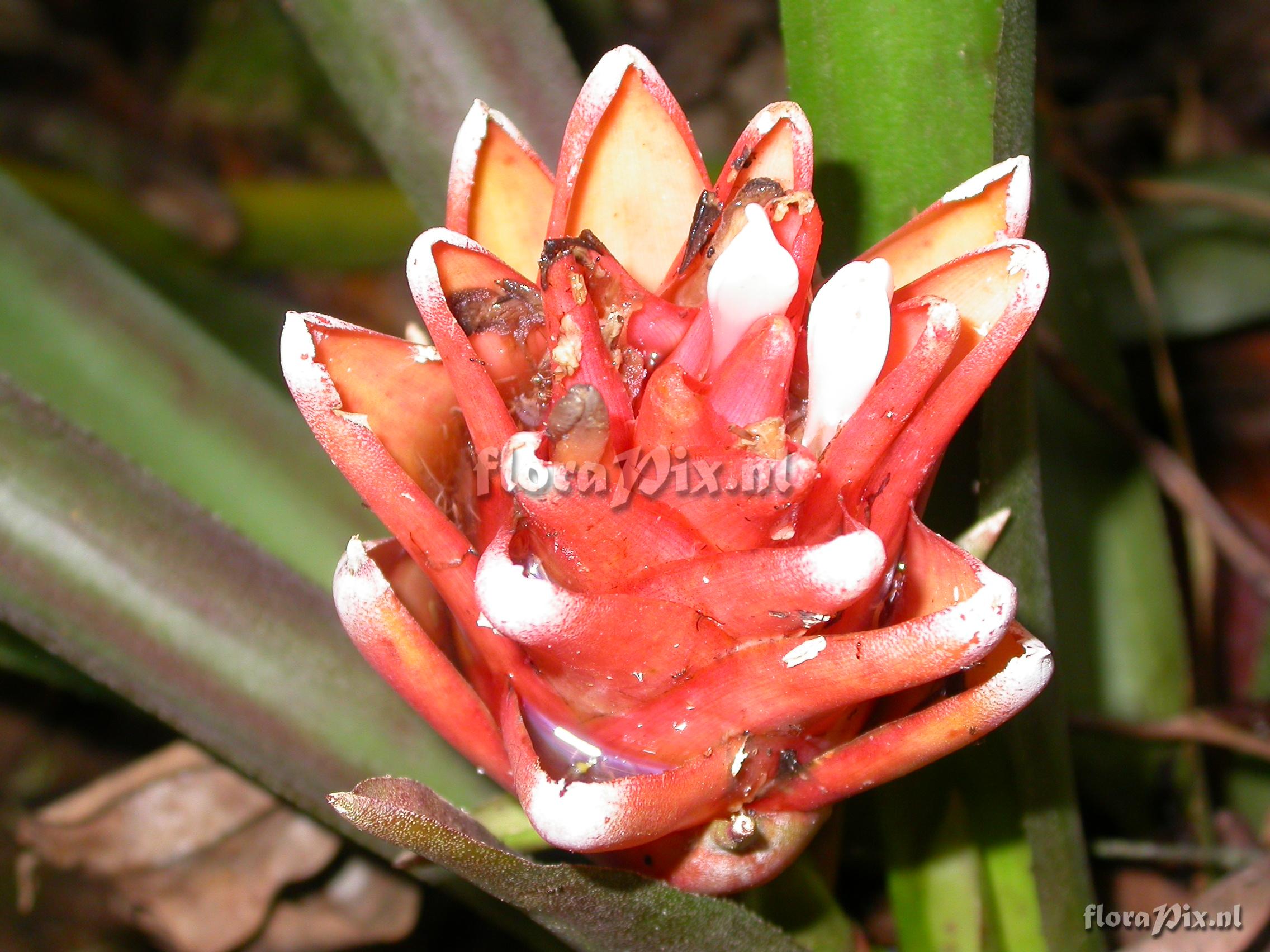  Aechmea nidularioides