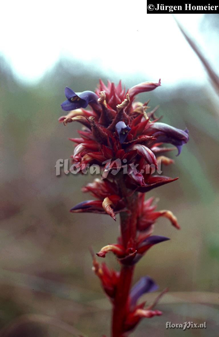 Puya erynchioides