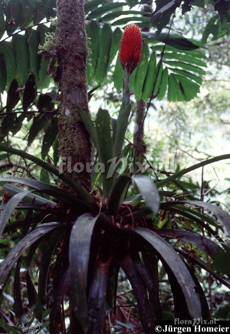 Guzmania conifera