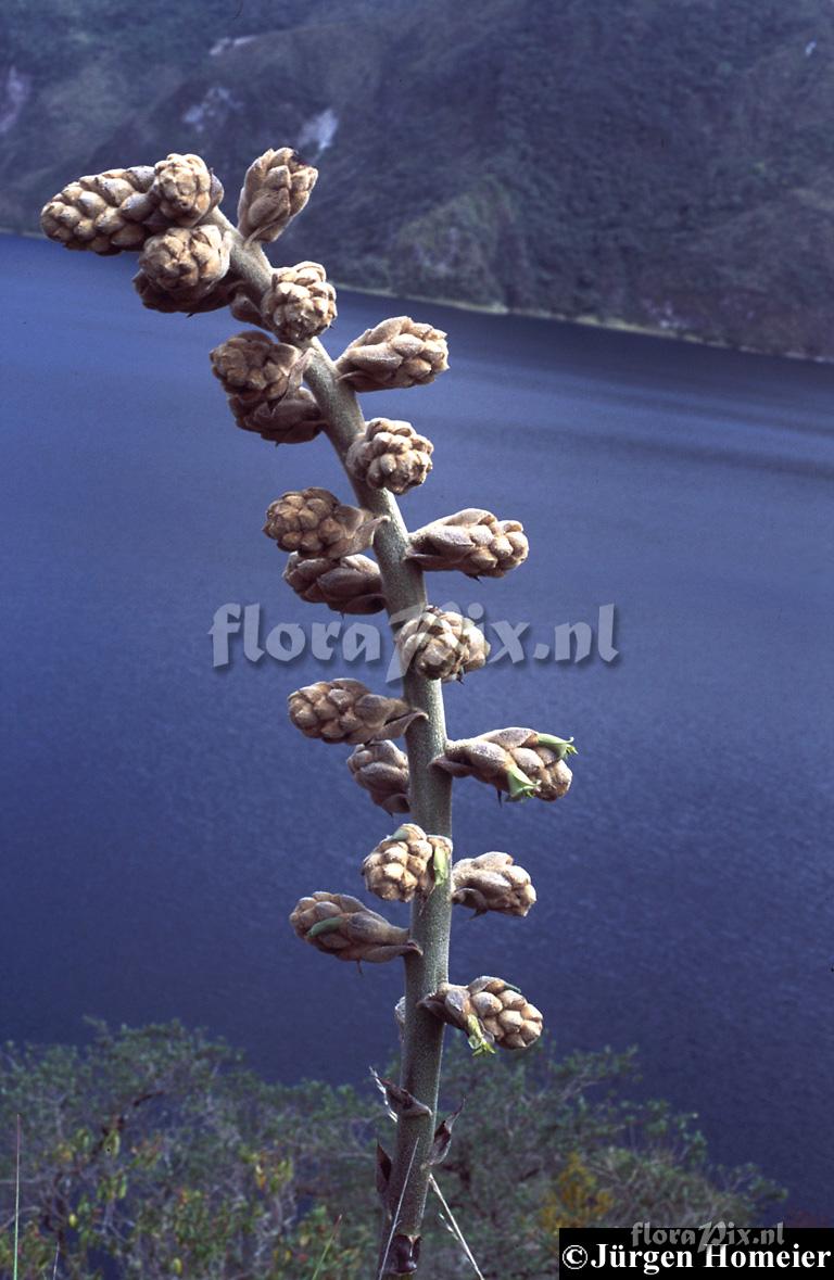 Puya asplundii