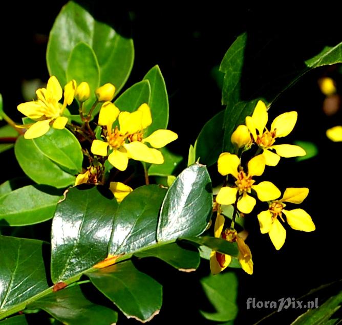 Cassia sp. Fabaceae