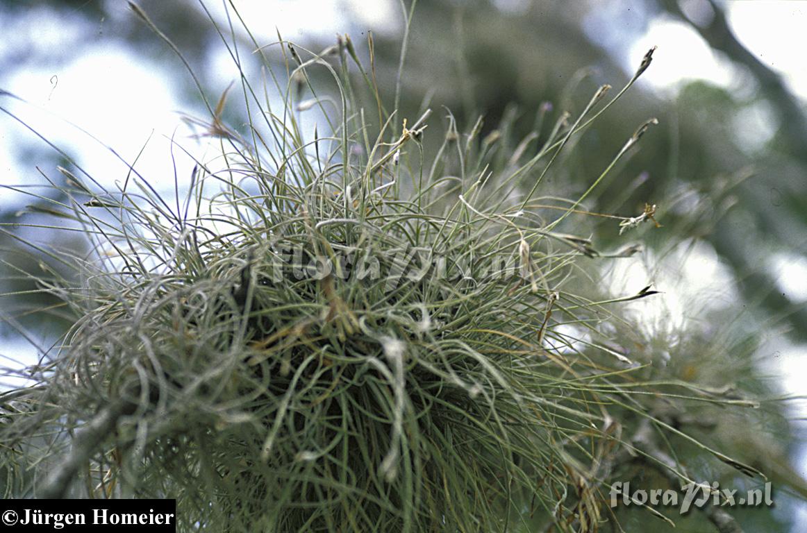 Tillandsia recurvata