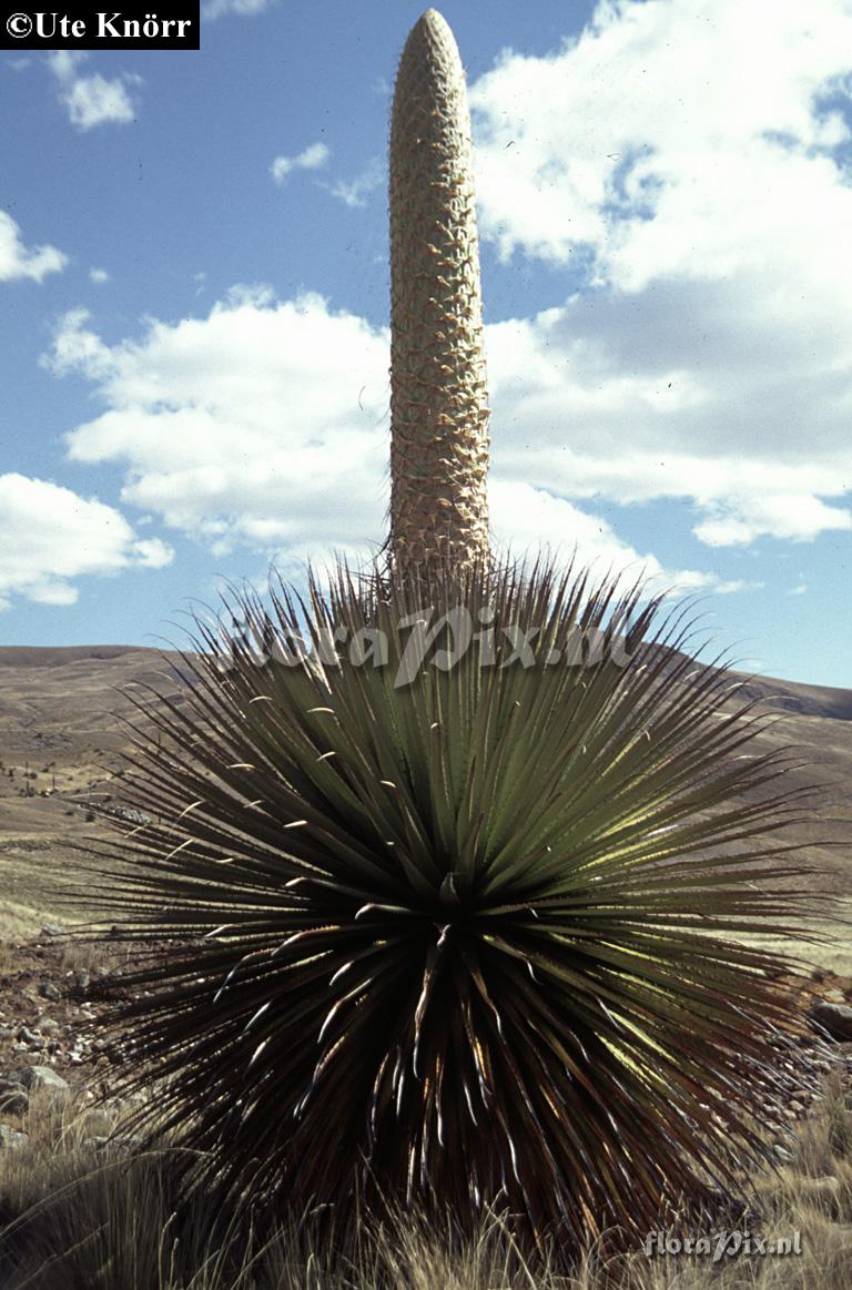 Puya raimondii