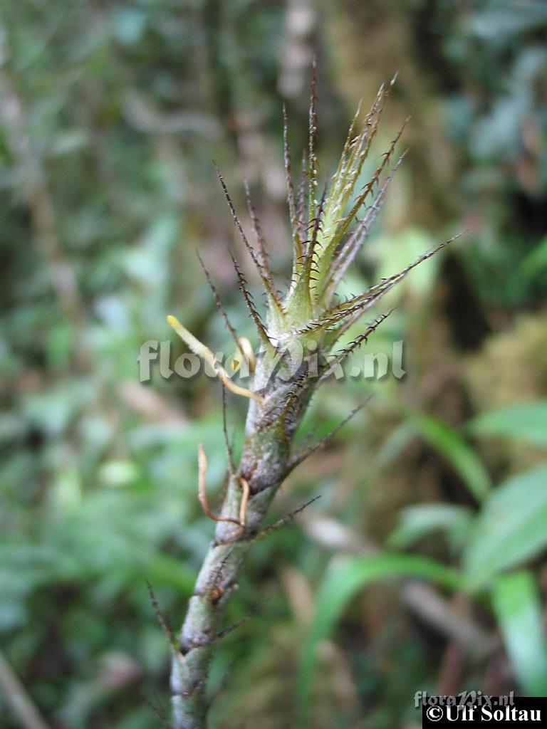 Pitcairnia riparia