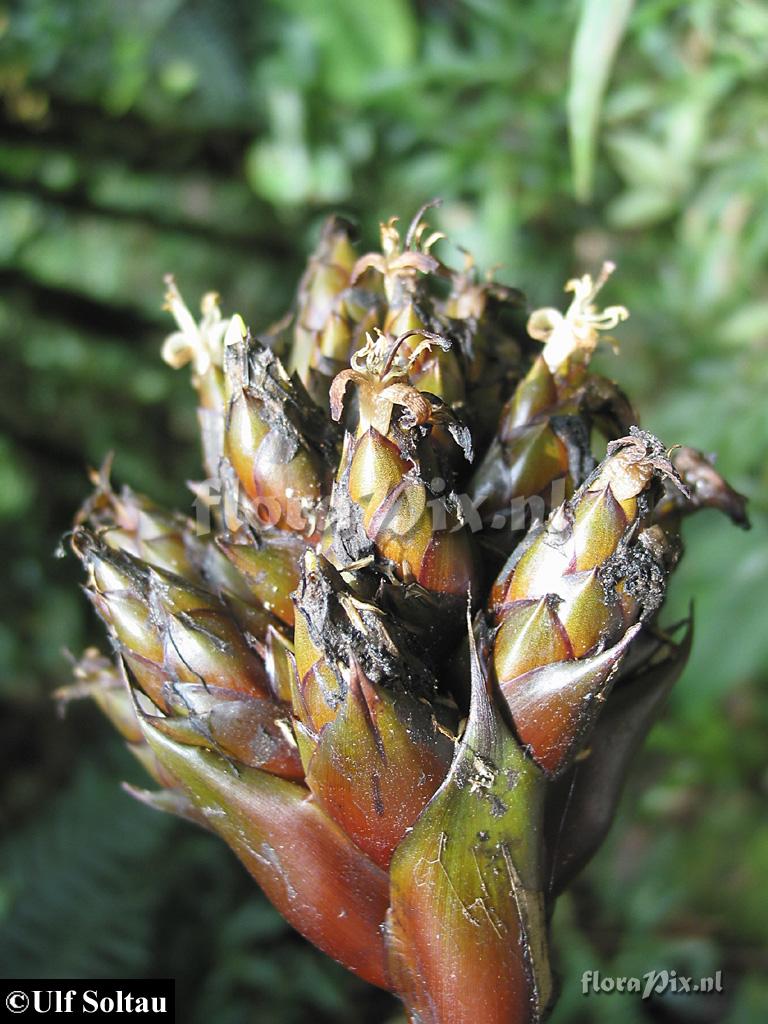 Guzmania aff. morreniana 