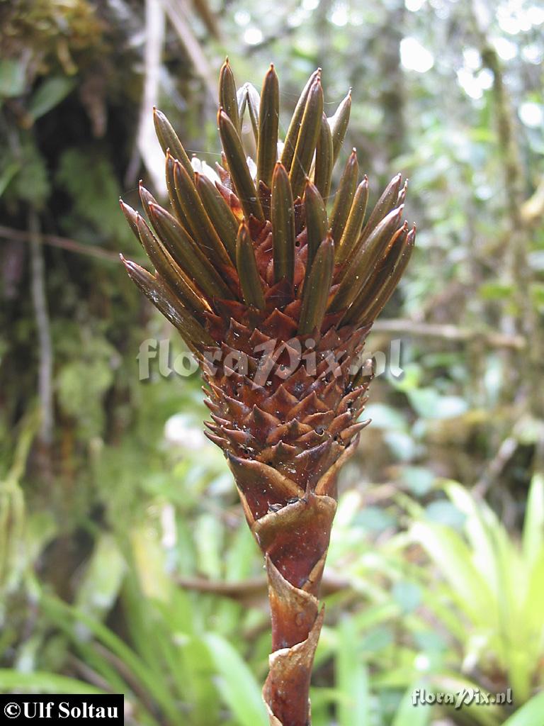 Guzmania triangularis