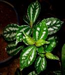 Pilea sp. Urticaceae