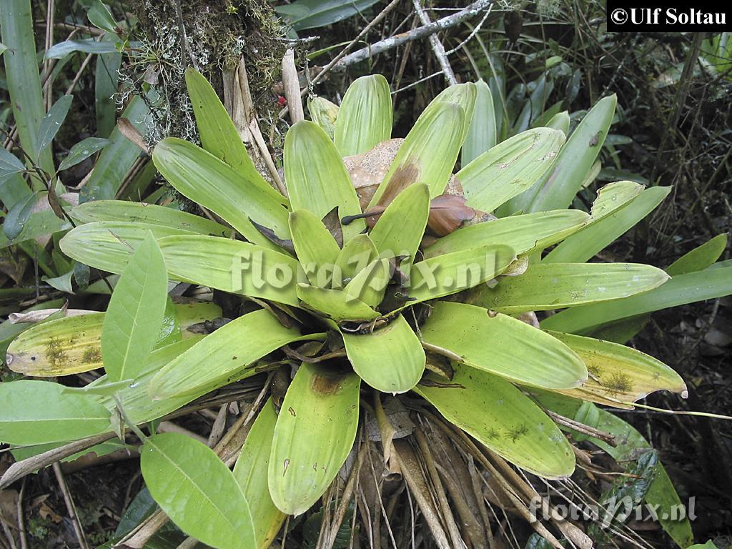 Tillandsia complanata