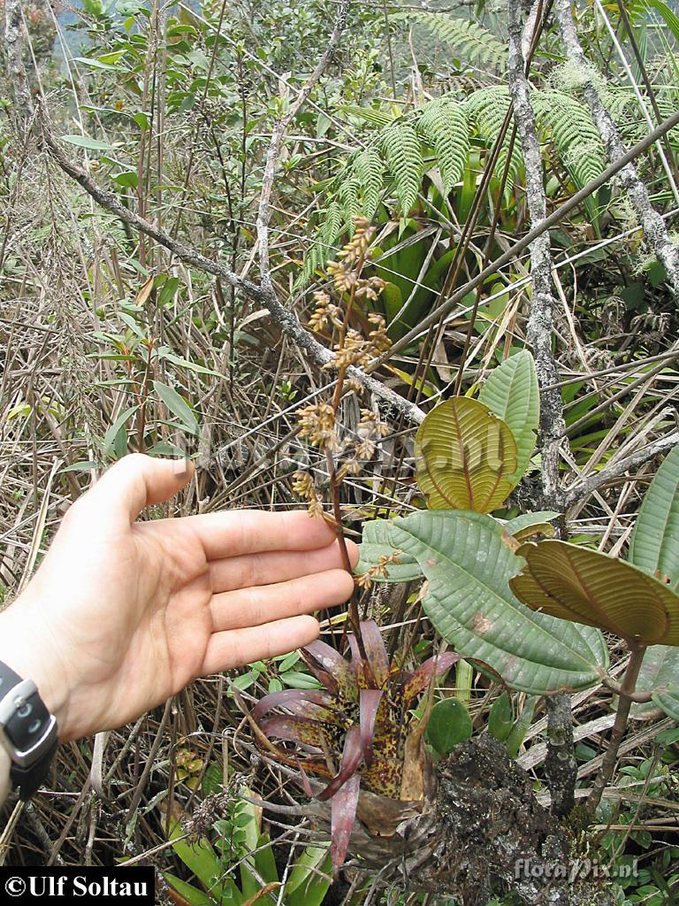 Racinaea penlandii