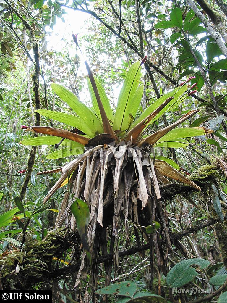 Tillandsia complanata