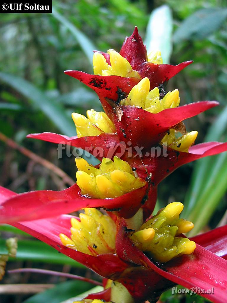 Guzmania aff. kressii