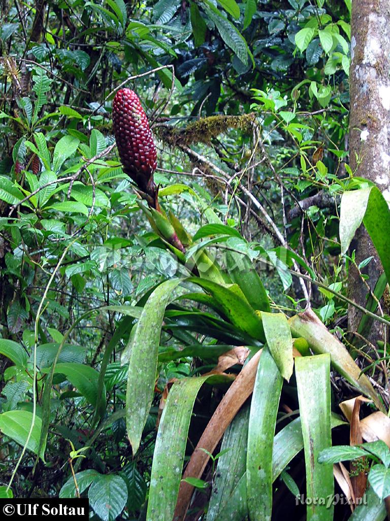 Guzmania claviformis 