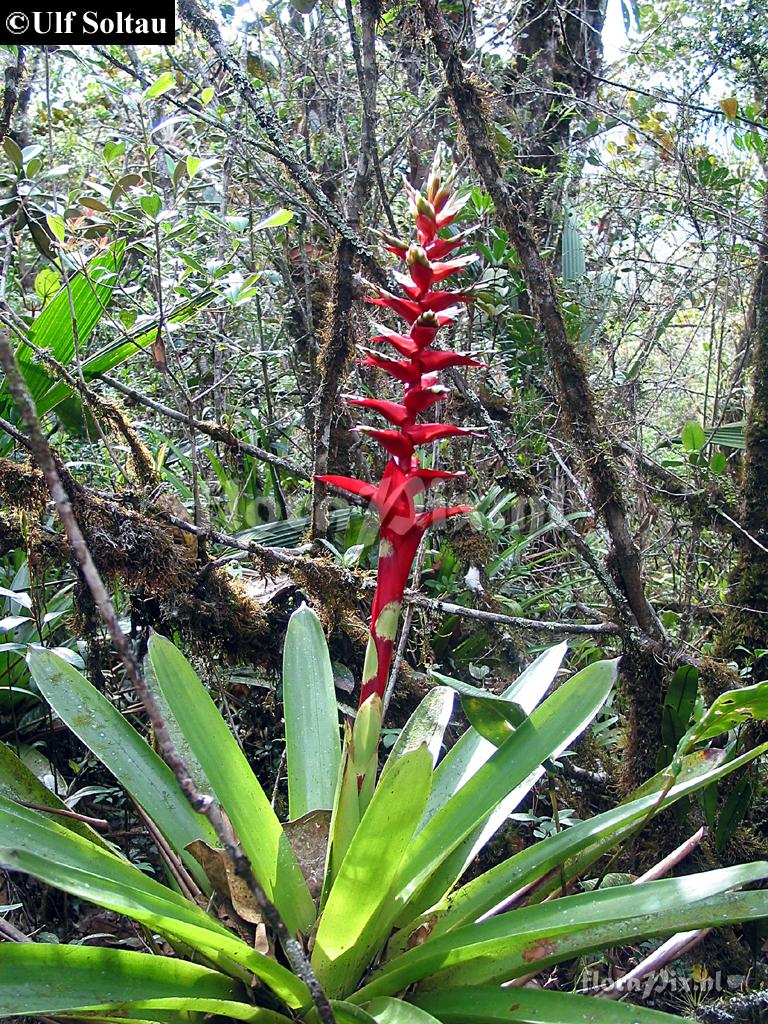 Tillandsia schimperiana