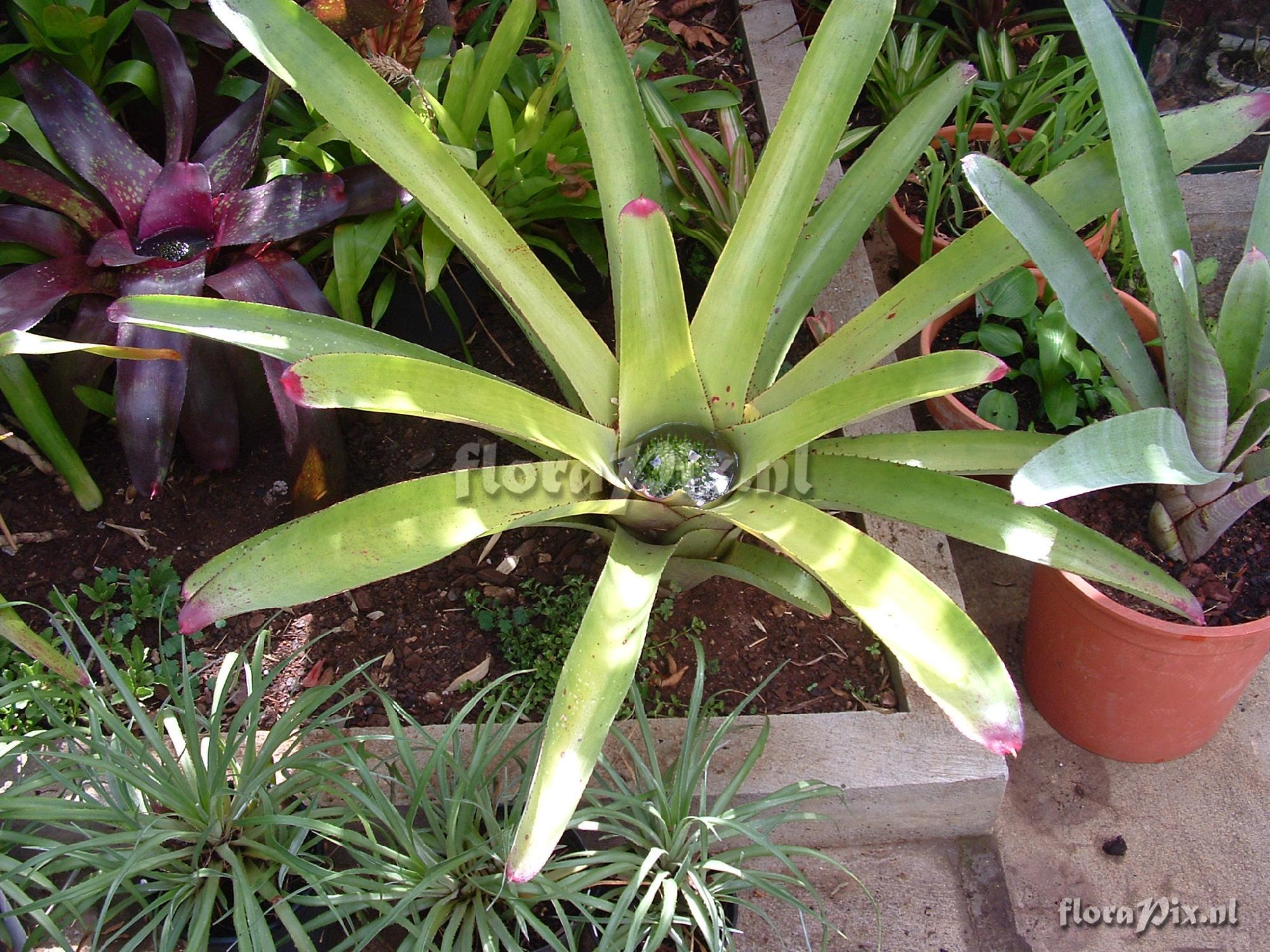 Neoregelia cruenta