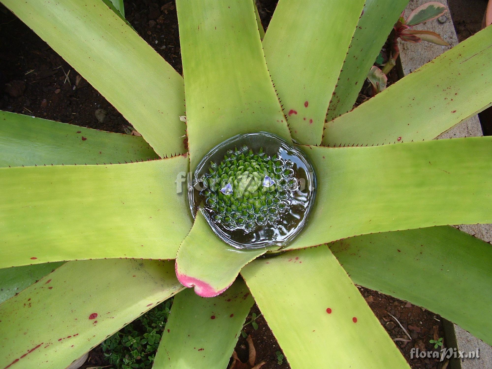 Neoregelia cruenta