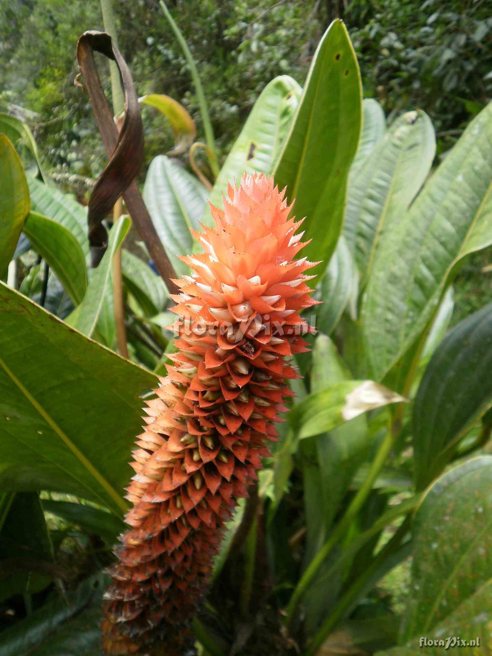 Aechmea germinyana, Baker