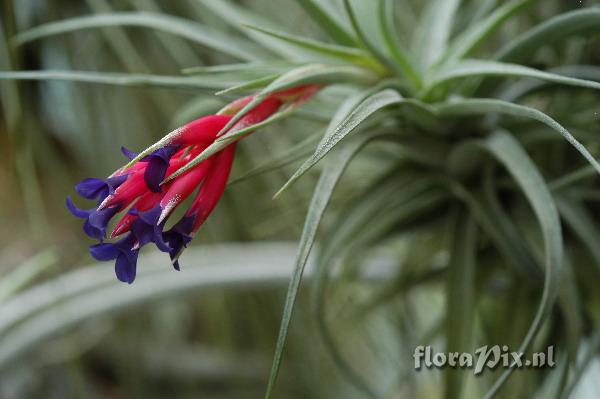 Tillandsia aeranthos