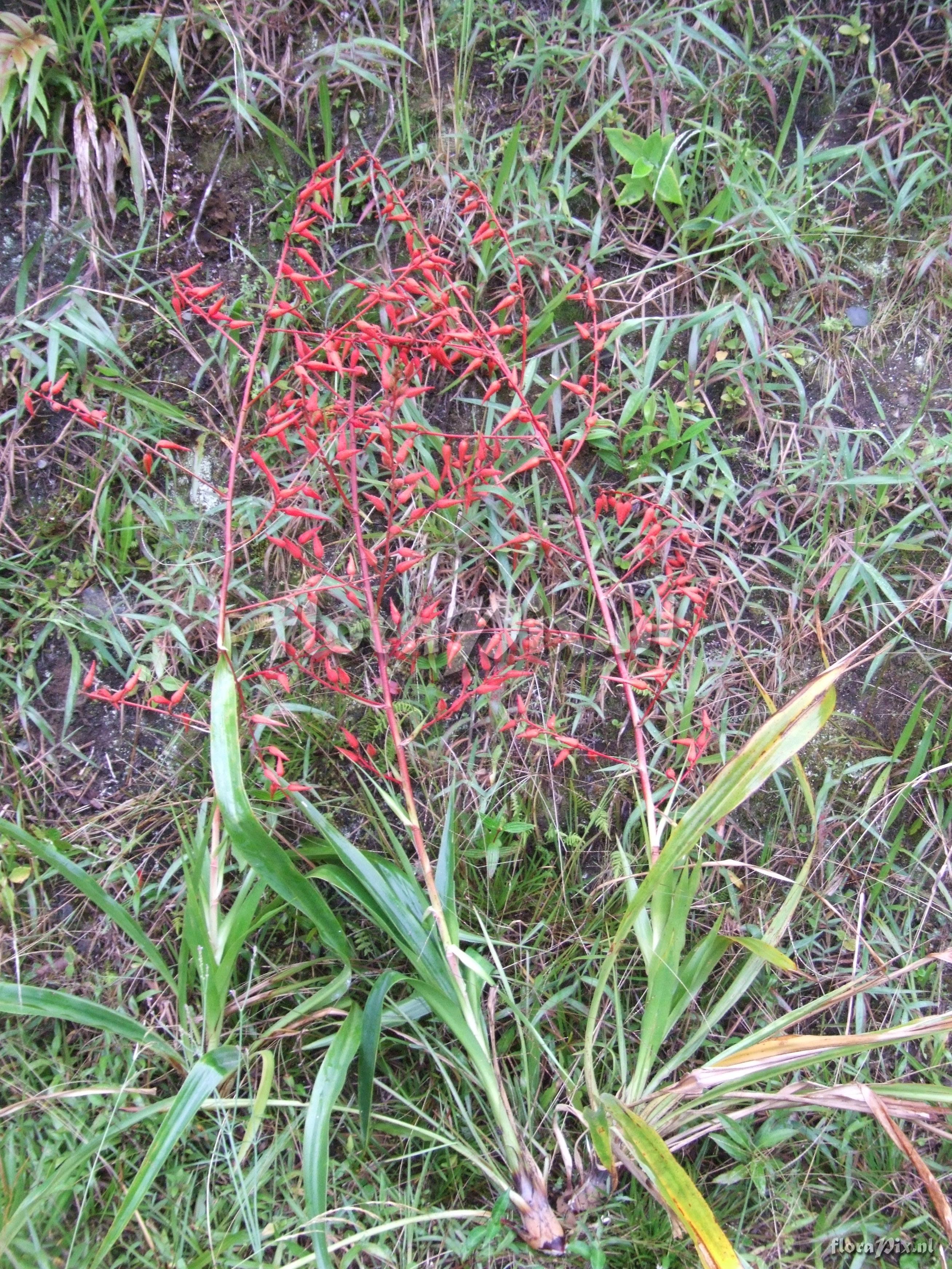 Pitcairnia echinata