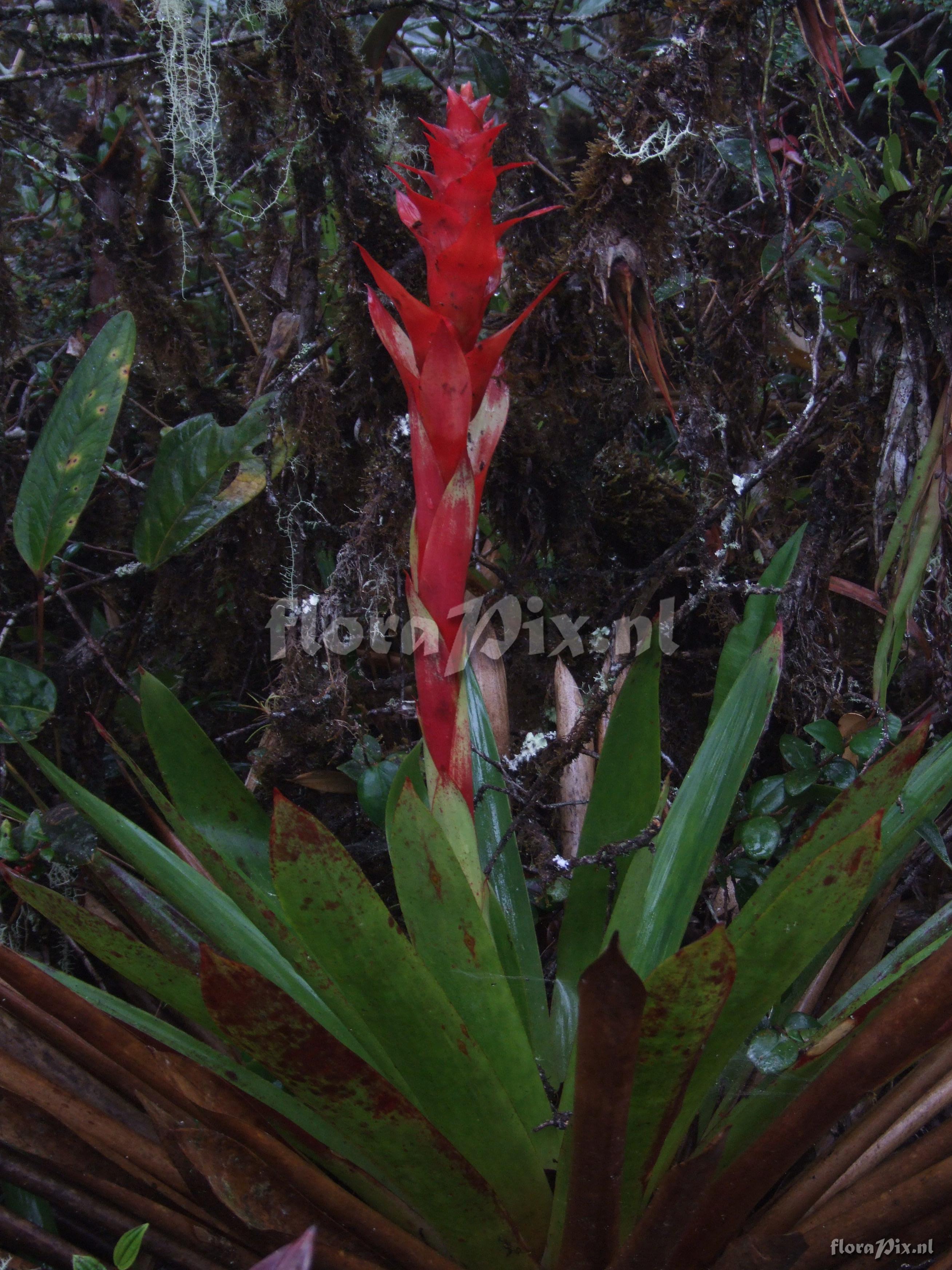 Guzmania variegata