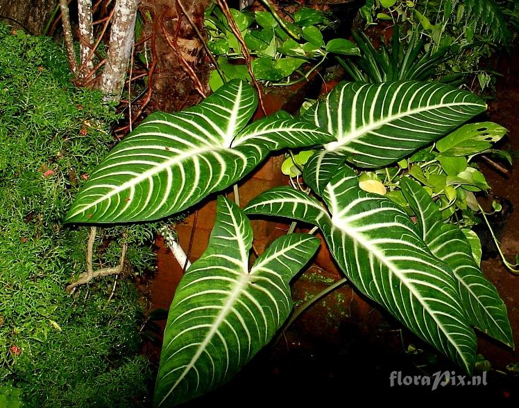 Alocasia sp. Araceae