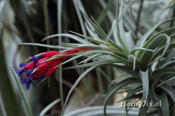 Tillandsia aeranthos