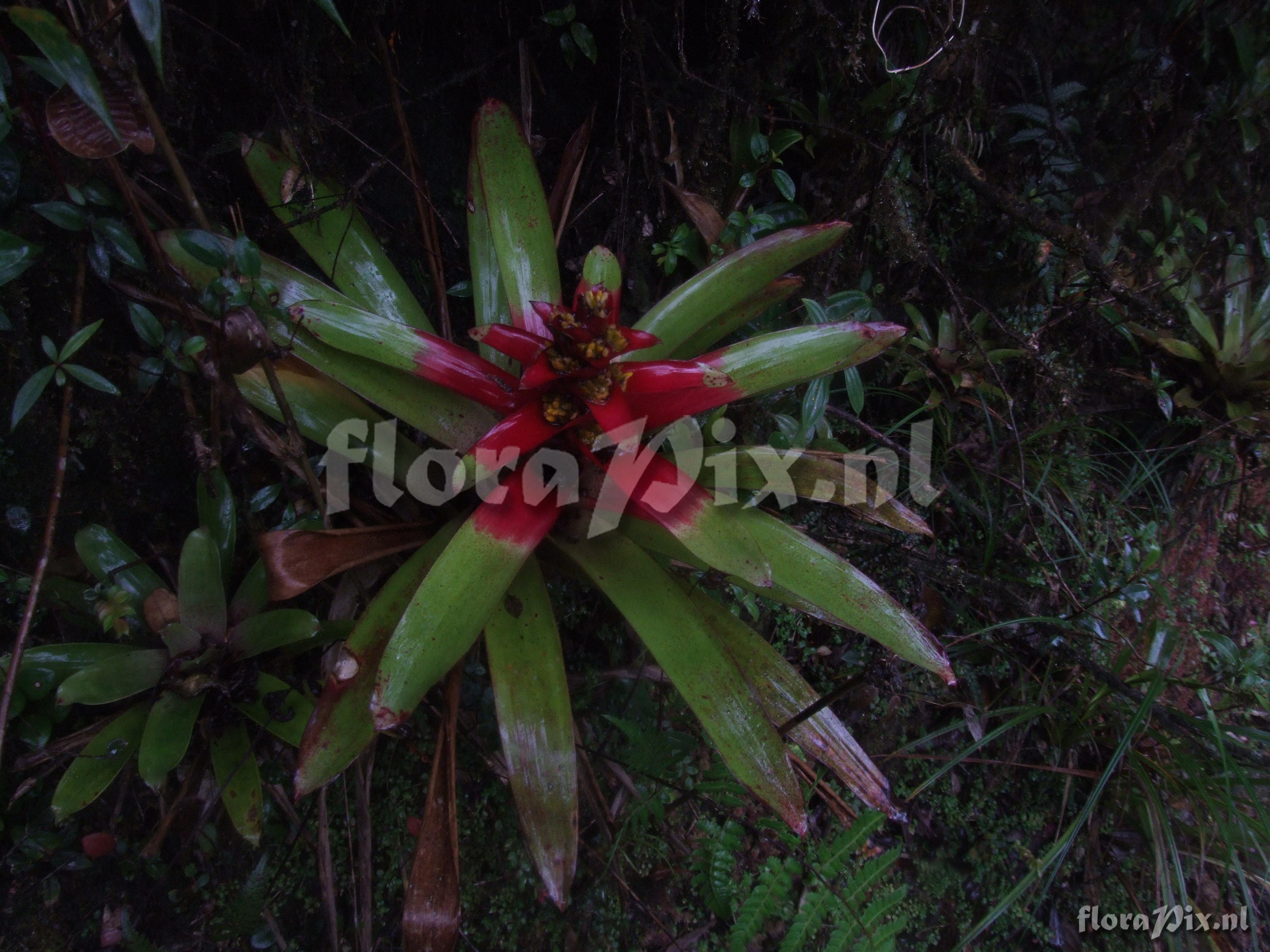 Guzmania squarrosa