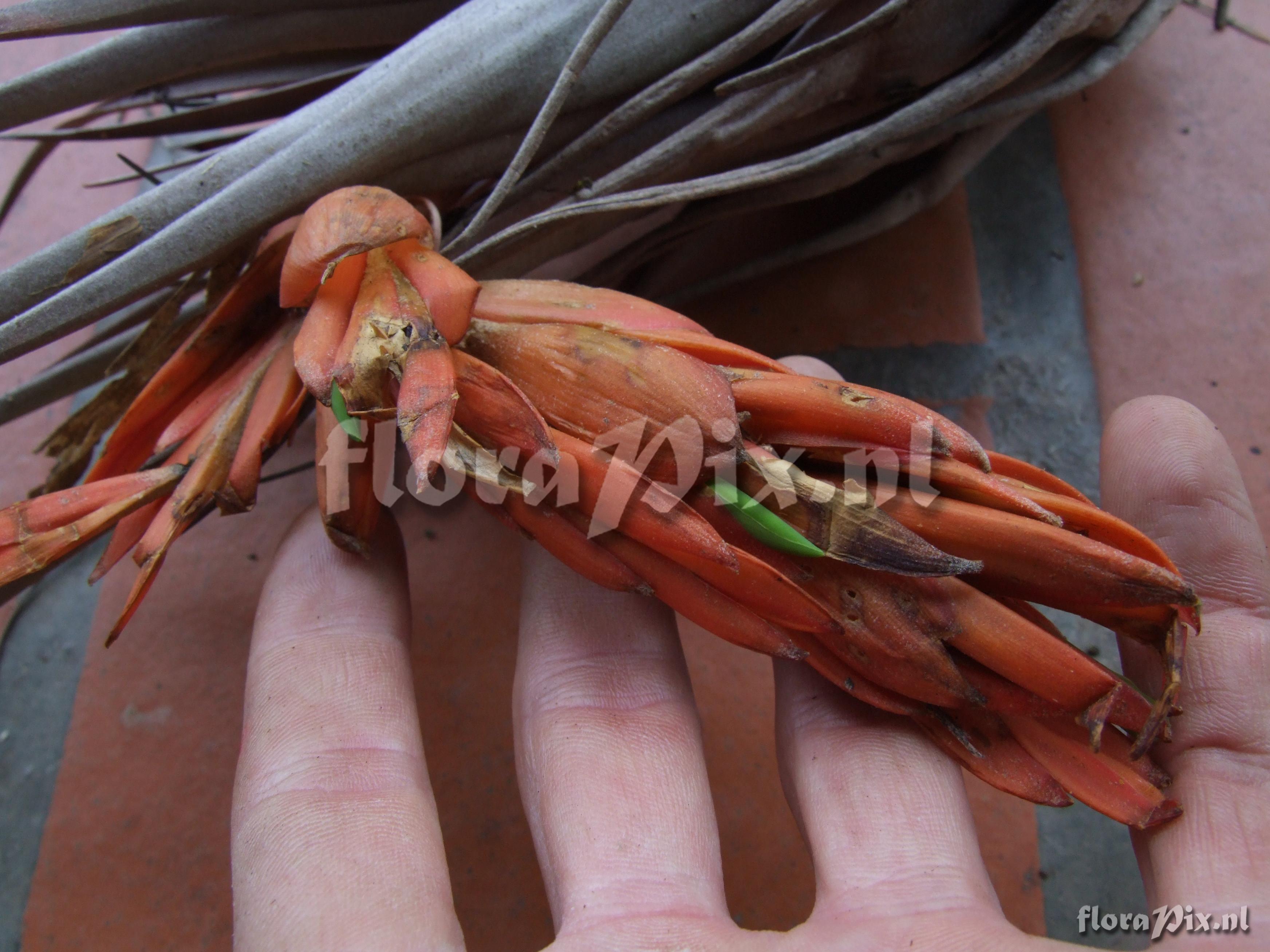 Tillandsia hansonii