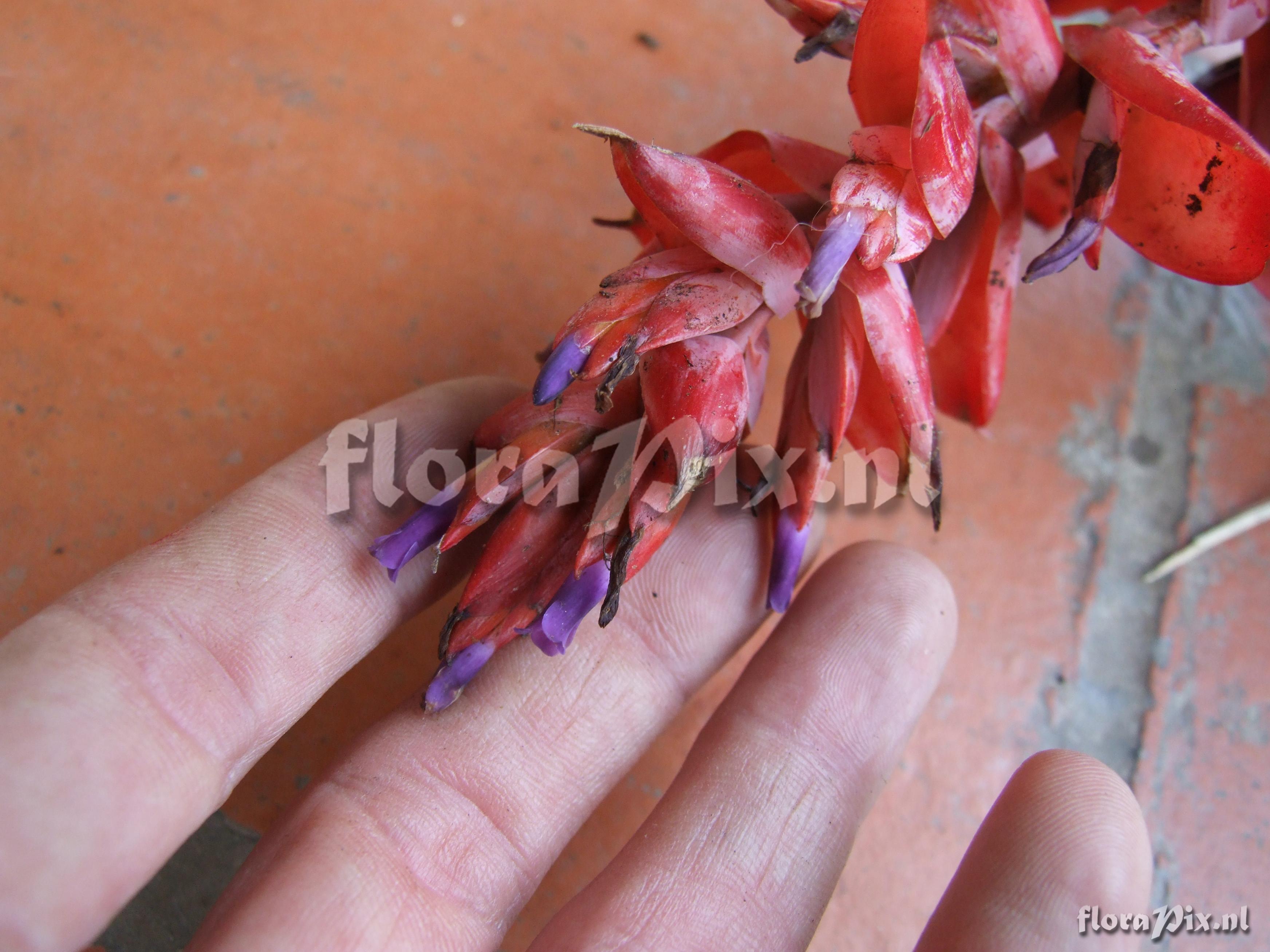 Tillandsia humboldtii