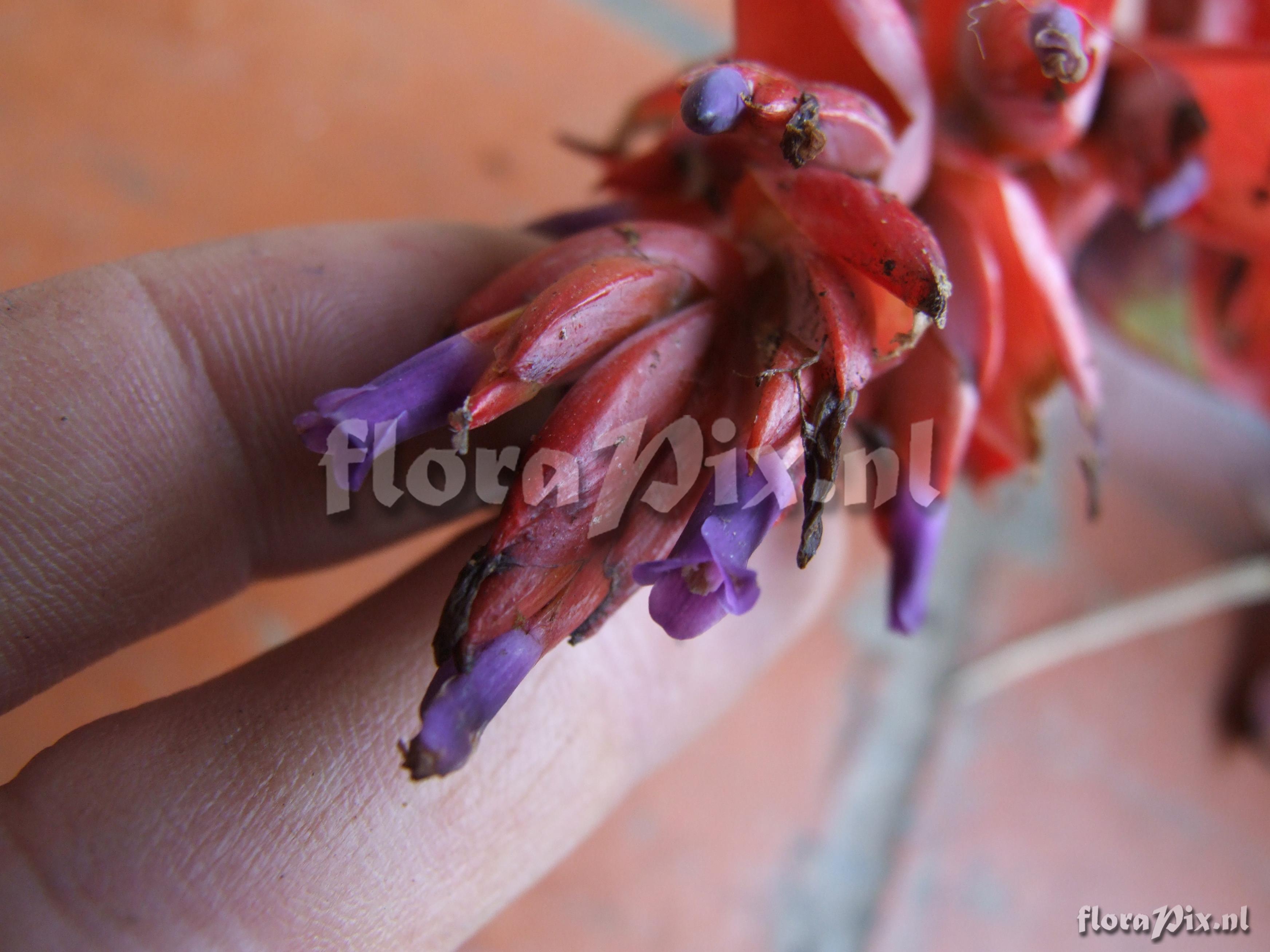 Tillandsia humboldtii