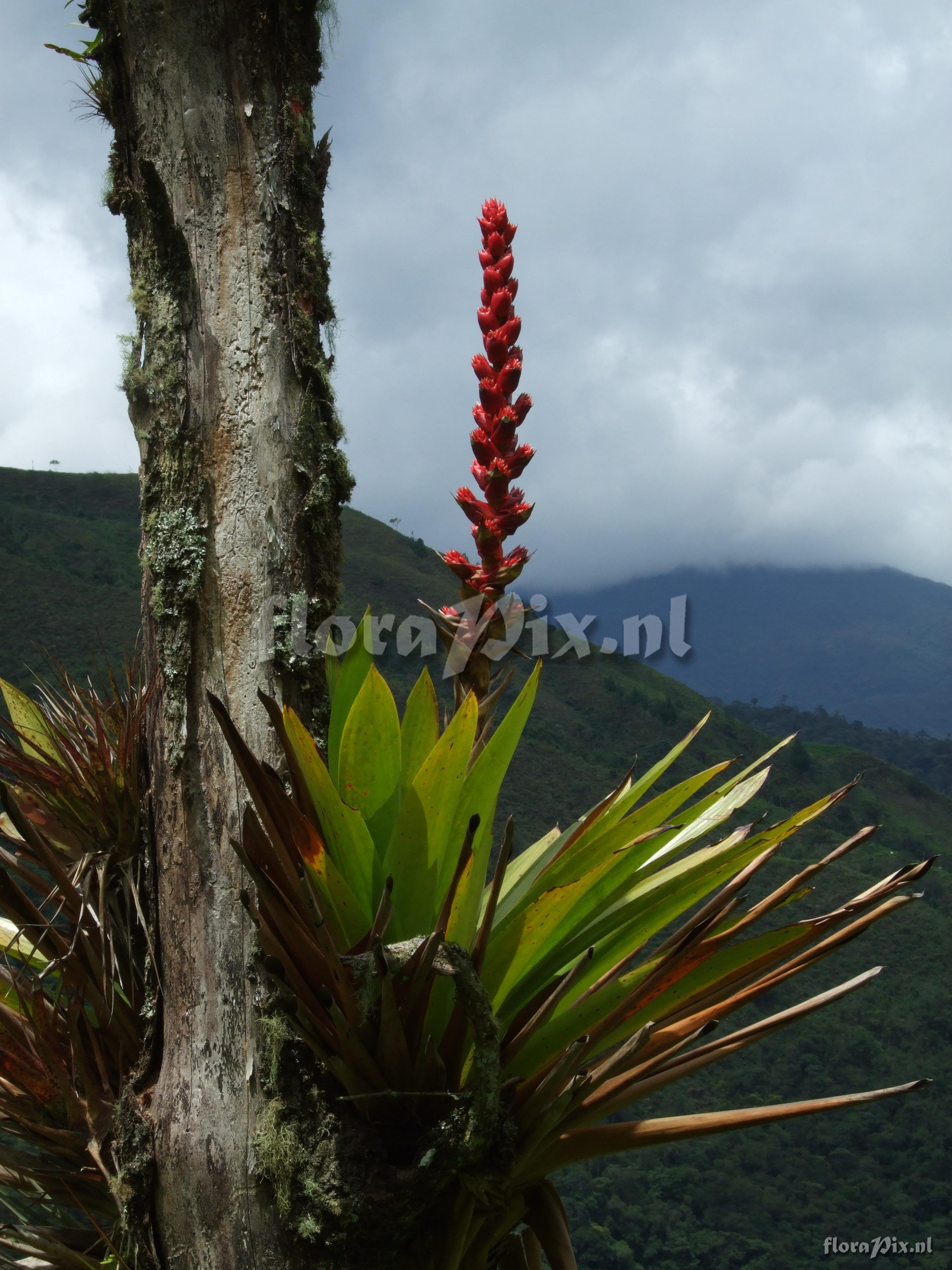 Mezobromelia capituligera