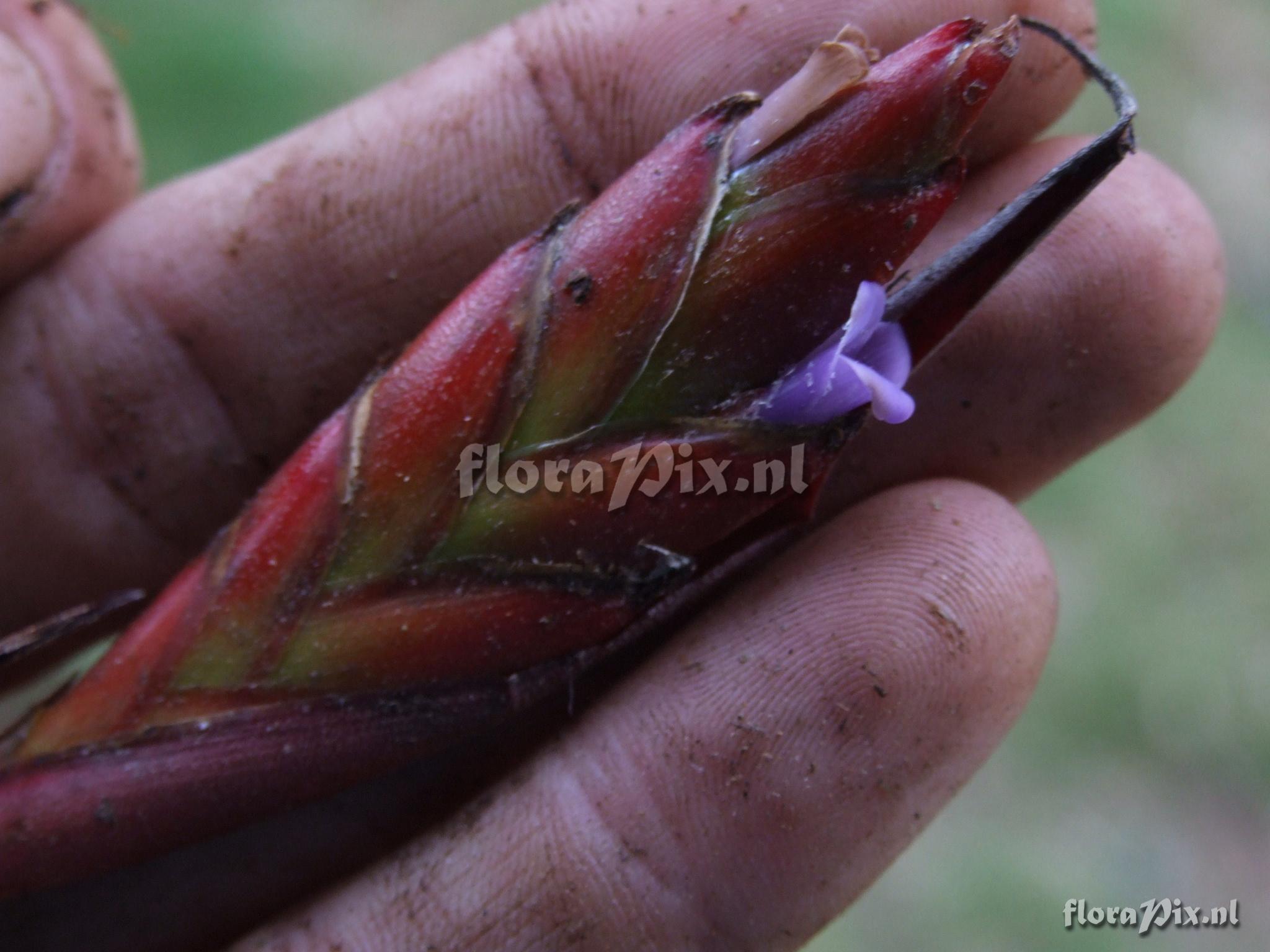 Tillandsia cf. 