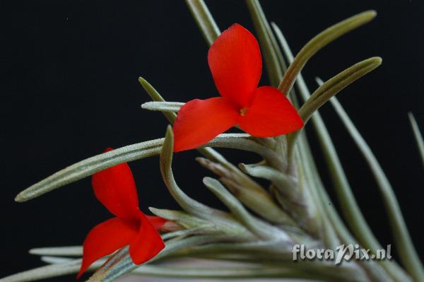 Tillandsia albertiana