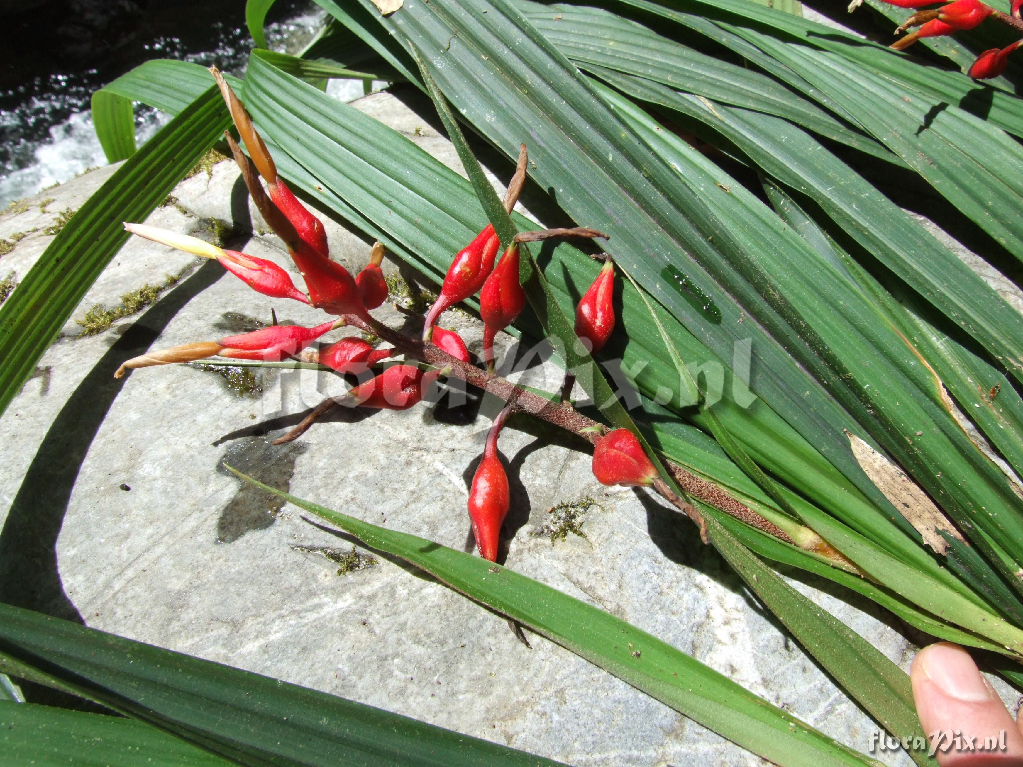 Pepinia caricifolia (Mart ex Schult f.) G.S. Varad. & Gilm