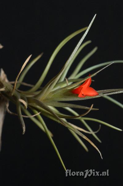 Tillandsia albertiana