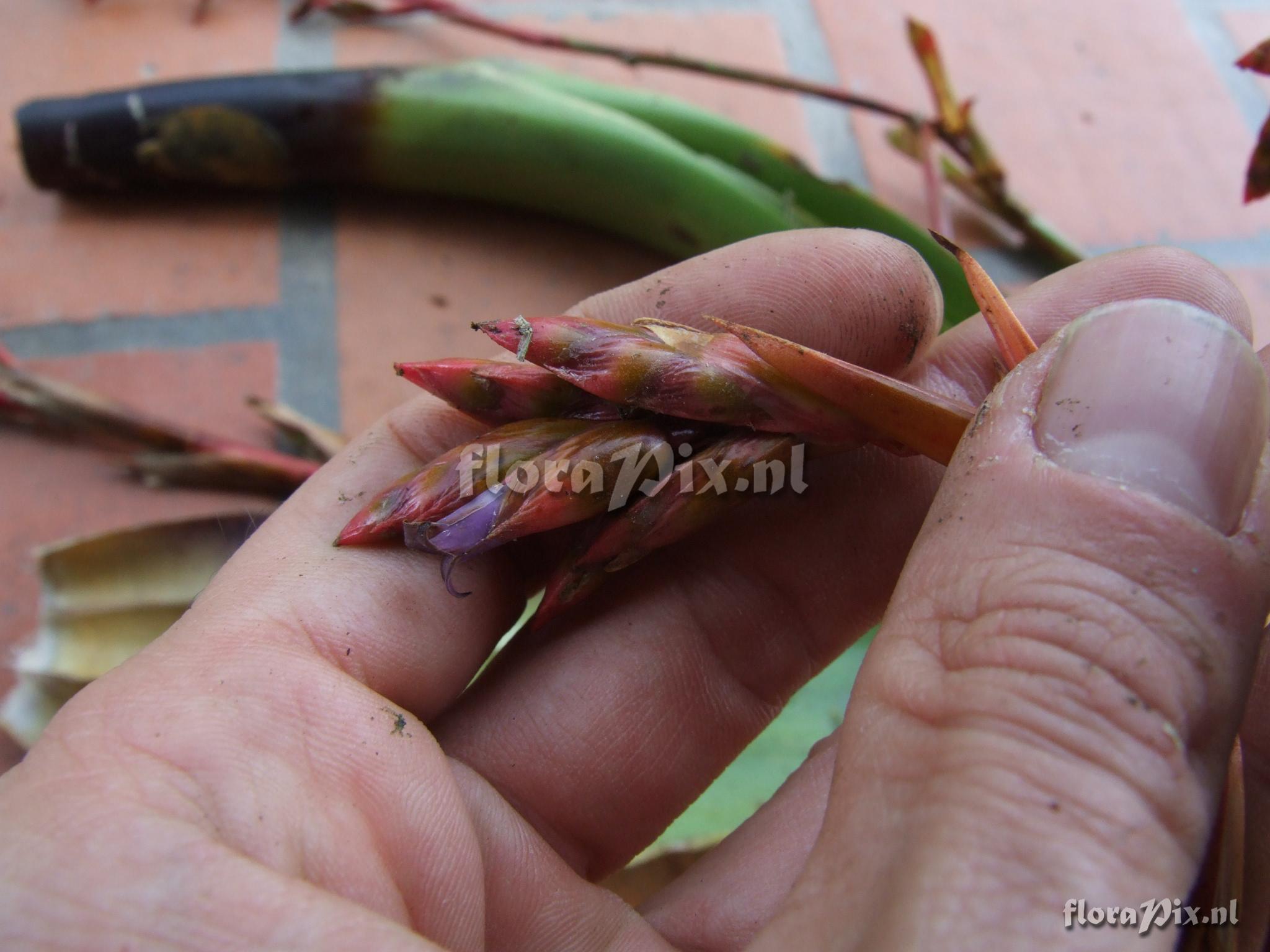 Tillandsia  